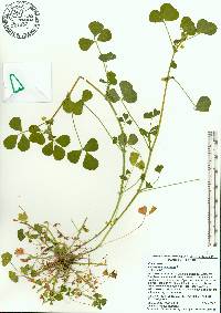 Medicago polymorpha image