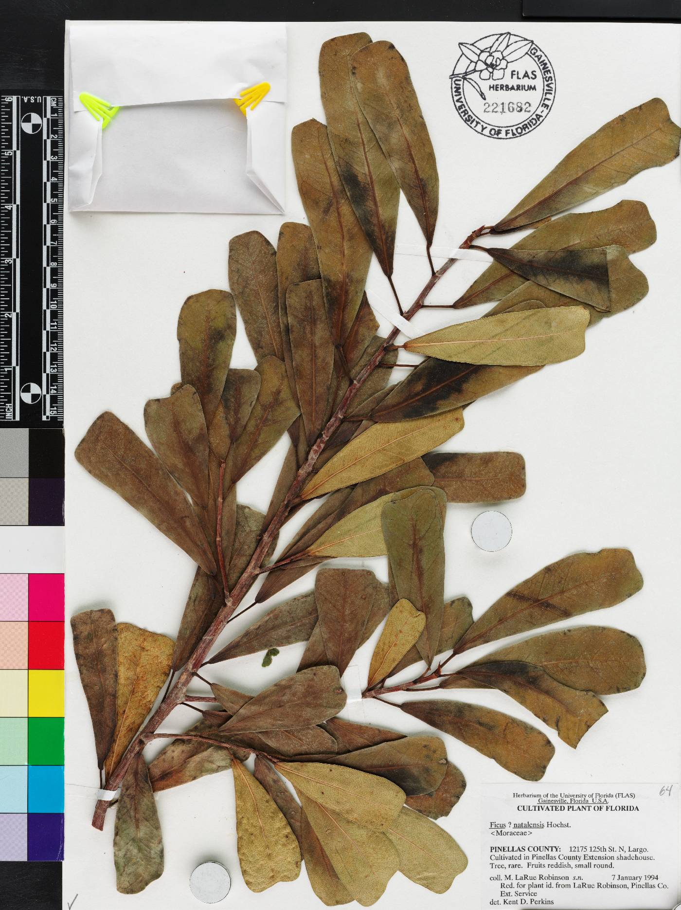 Ficus craterostoma image