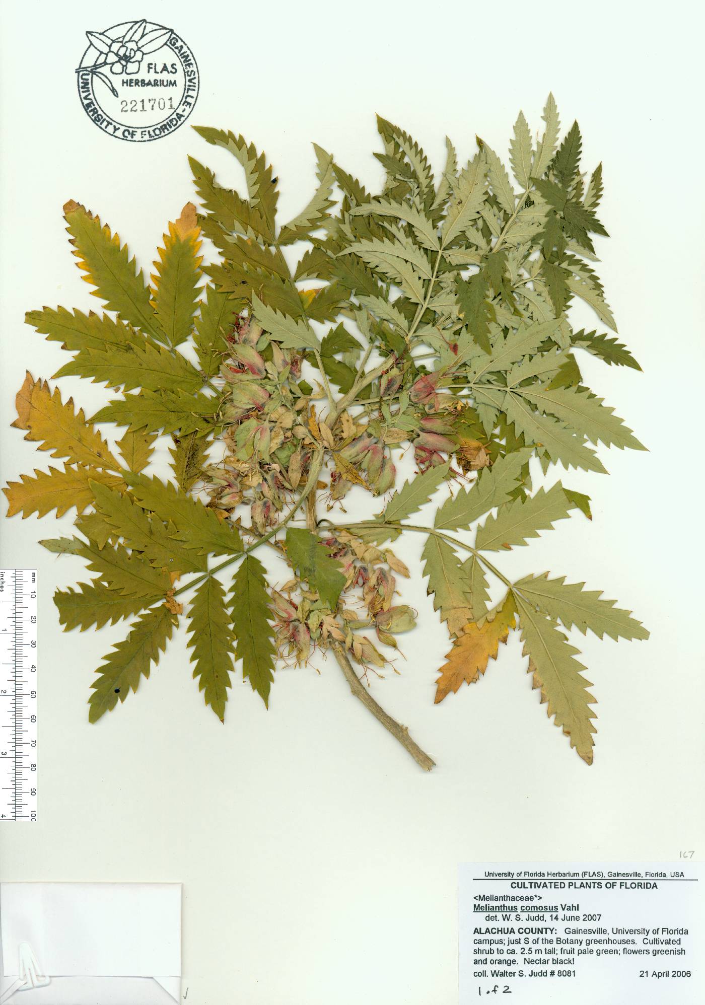 Melianthus comosus image