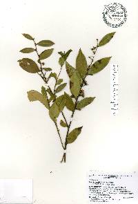 Lyonia lucida image