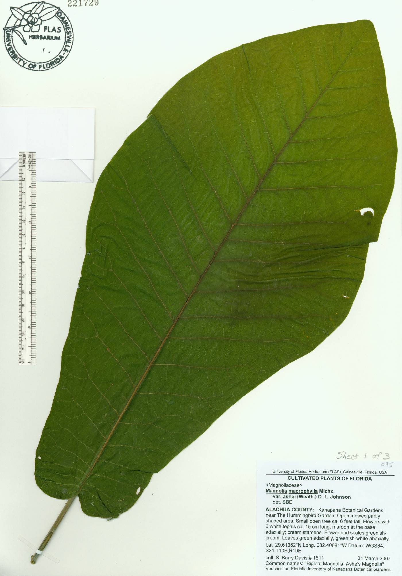 Magnolia macrophylla var. ashei image