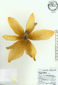 Magnolia macrophylla image