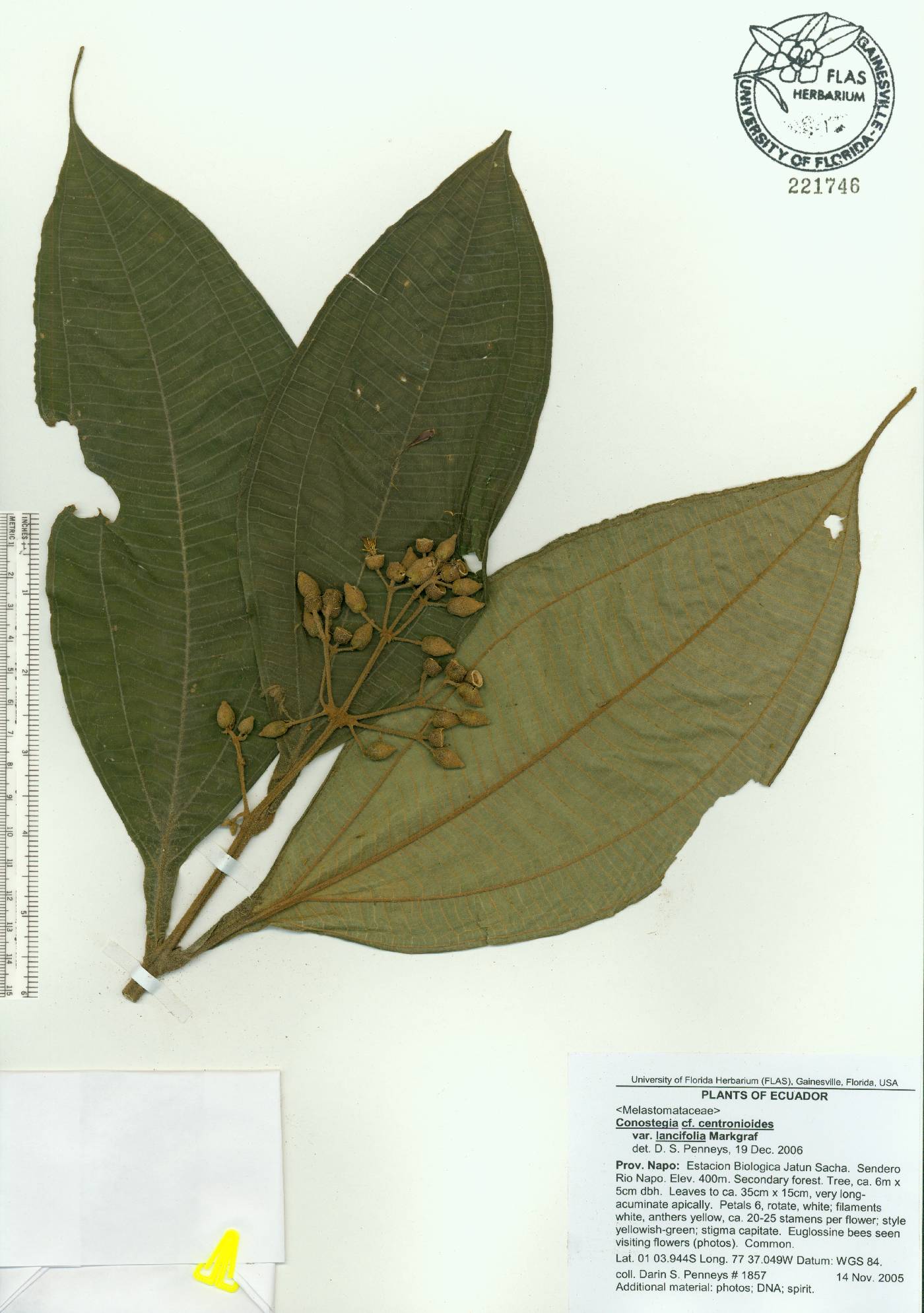 Miconia conolancifolia image