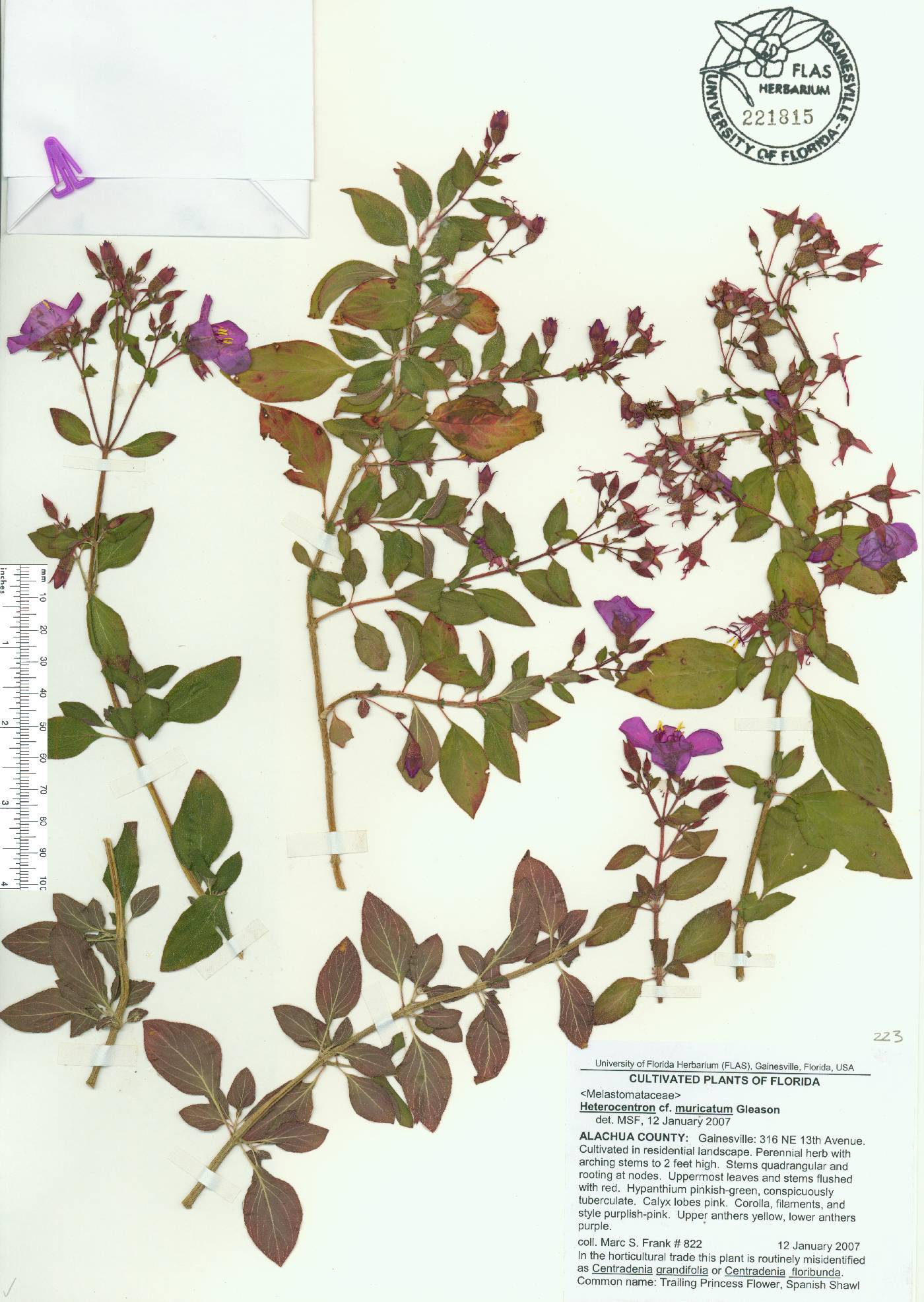 Heterocentron image