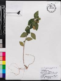 Acalypha arvensis image