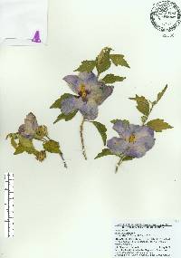 Hibiscus syriacus image