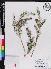 Melaleuca linariifolia image