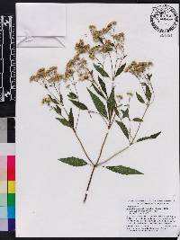 Ageratina riparia image