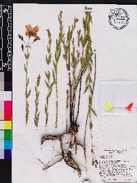 Rhexia alifanus image
