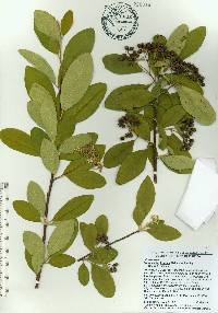 Cotoneaster frigidus image