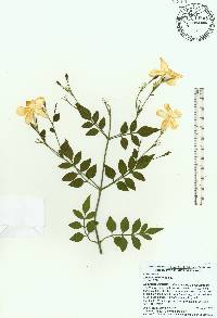 Jasminum officinale image