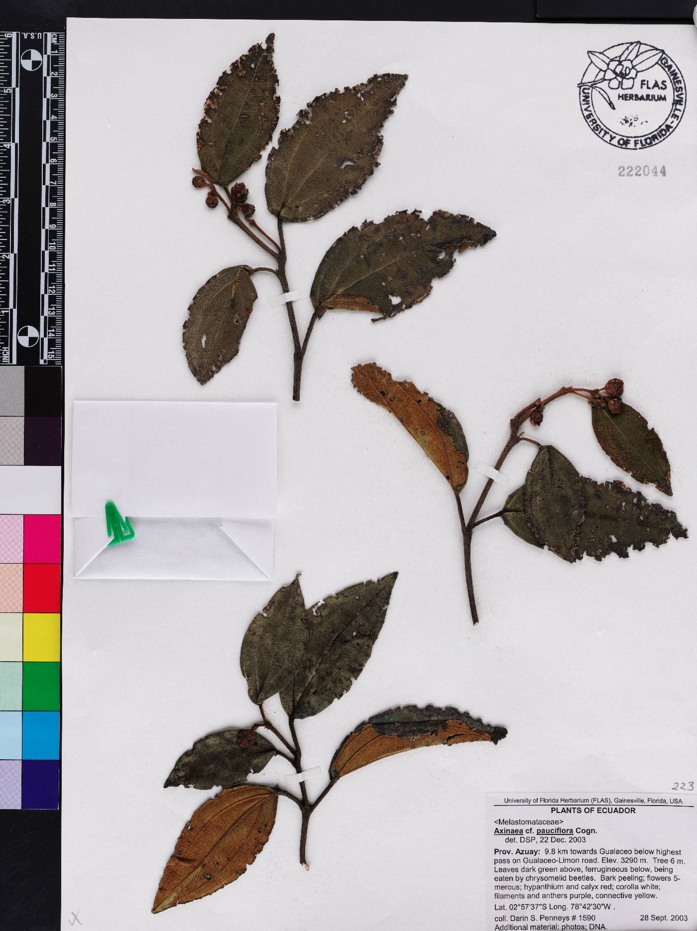 Axinaea pauciflora image