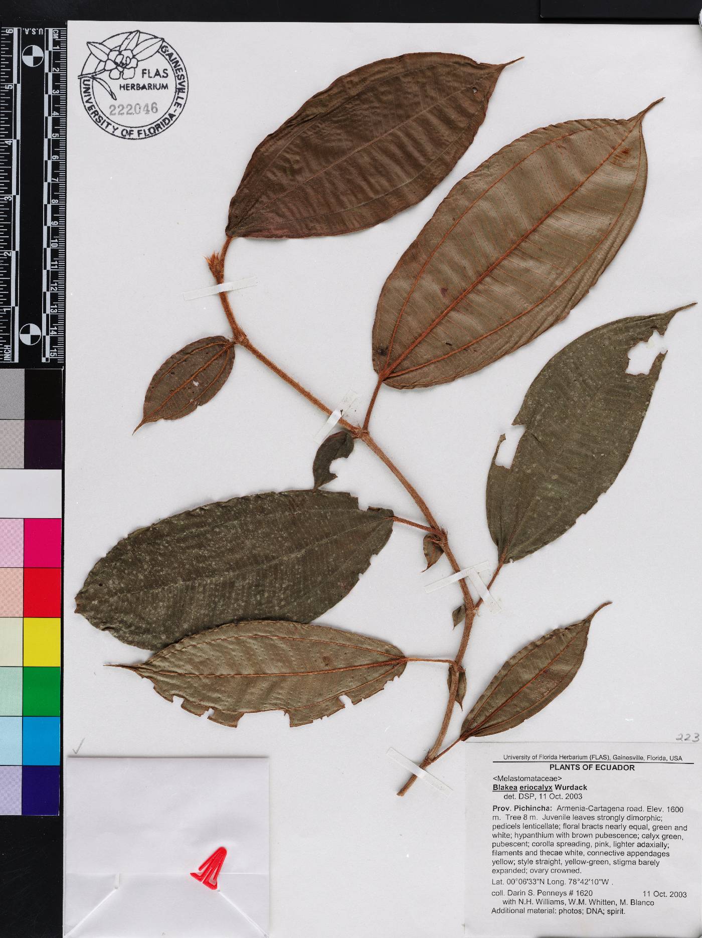 Blakea eriocalyx image