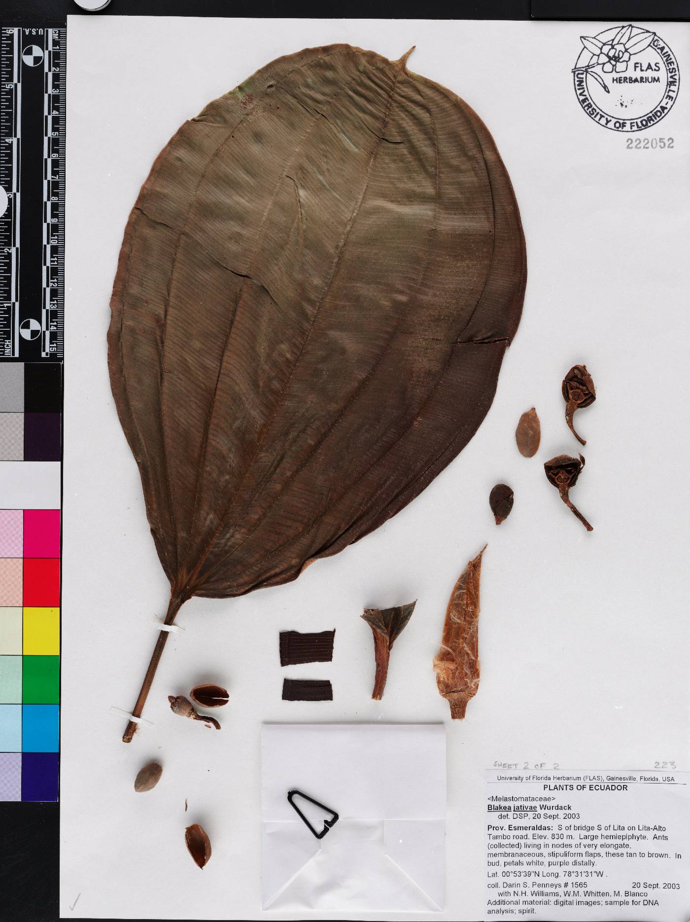 Blakea jativae image