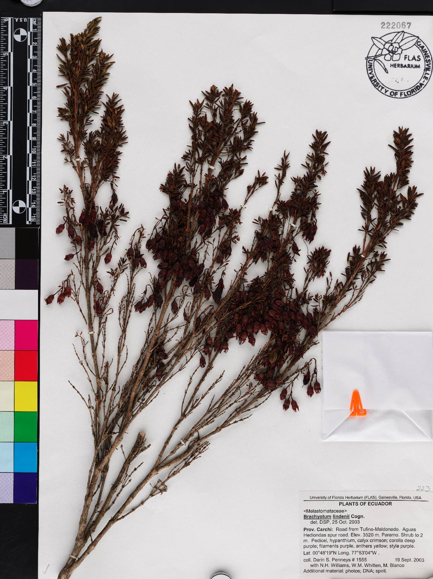 Brachyotum lindenii image