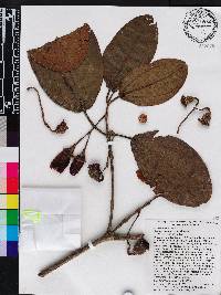 Media resource of Chalybea ecuadorensis