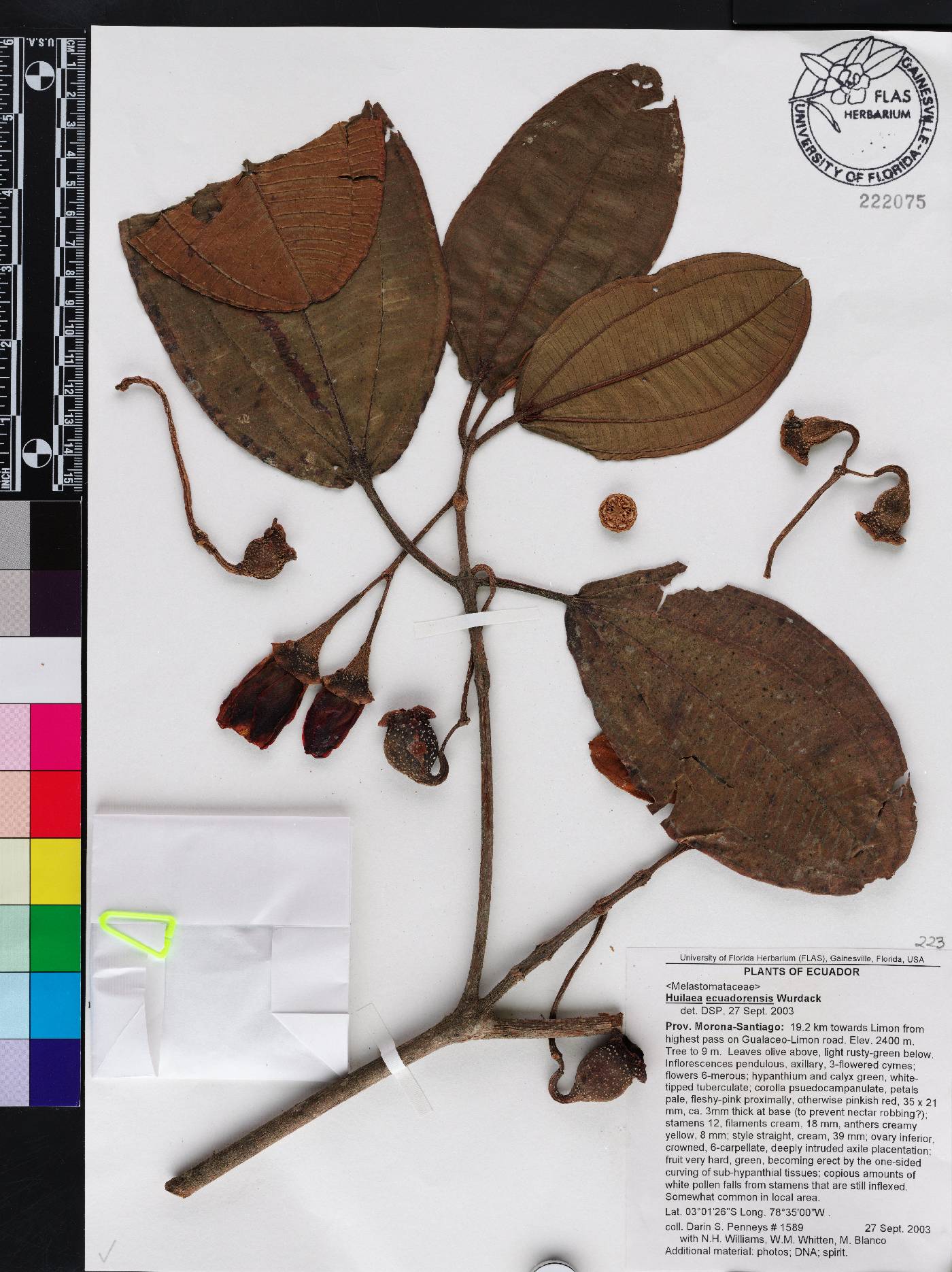 Chalybea ecuadorensis image