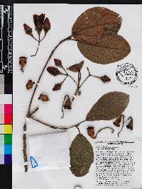 Chalybea ecuadorensis image