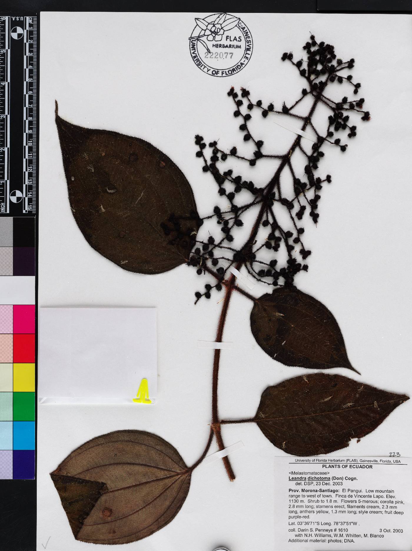 Miconia sulcicaulis image