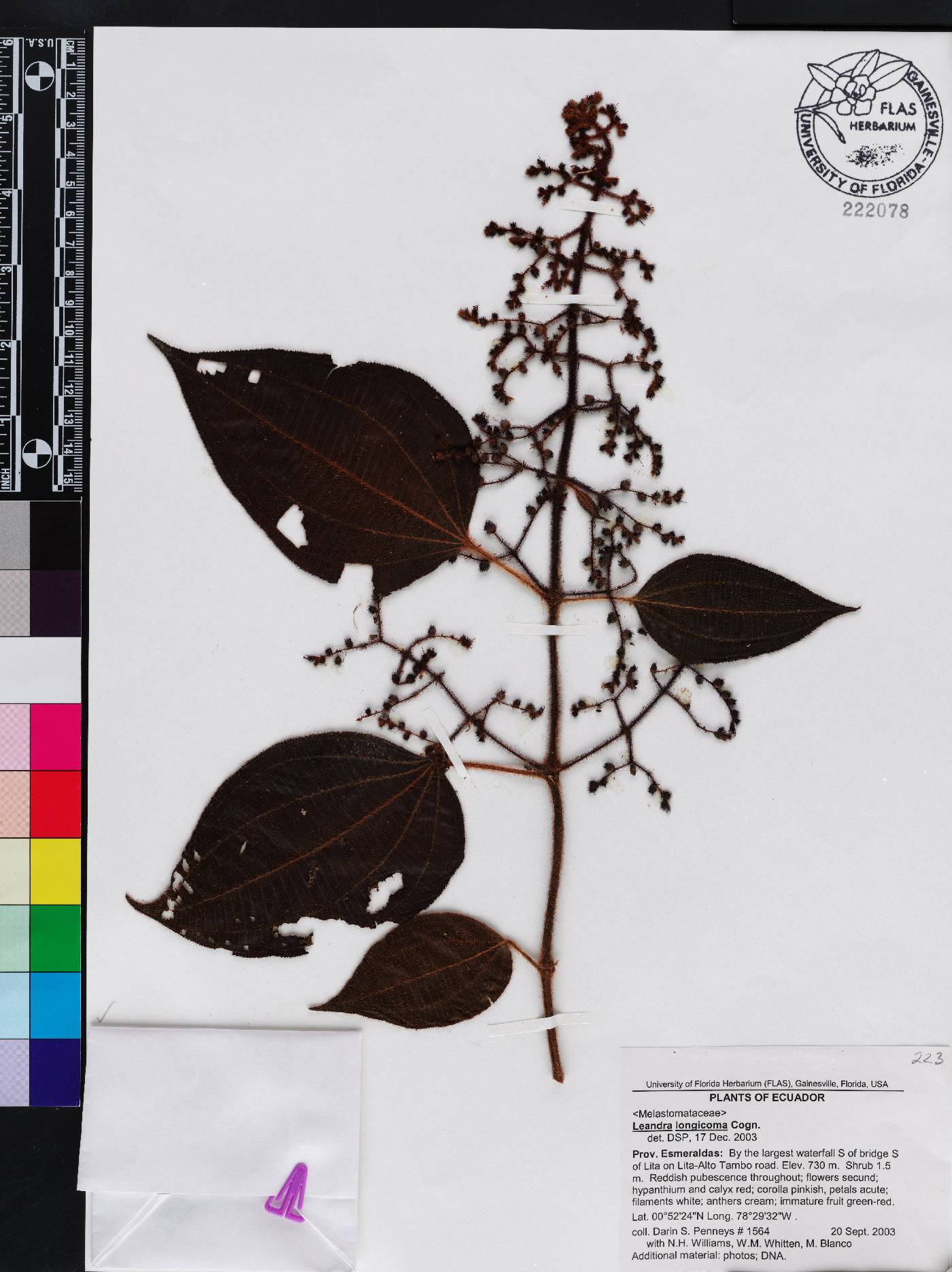 Miconia longicoma image