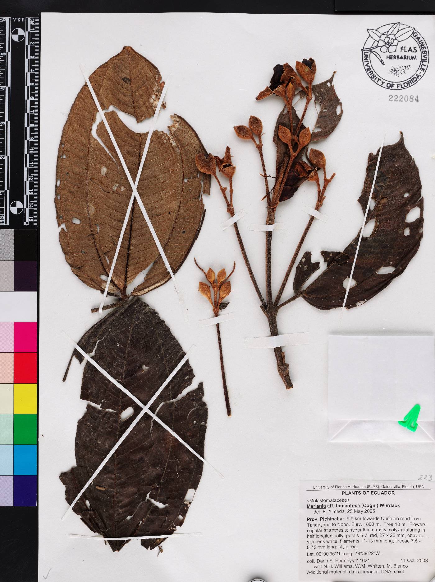 Meriania tomentosa image