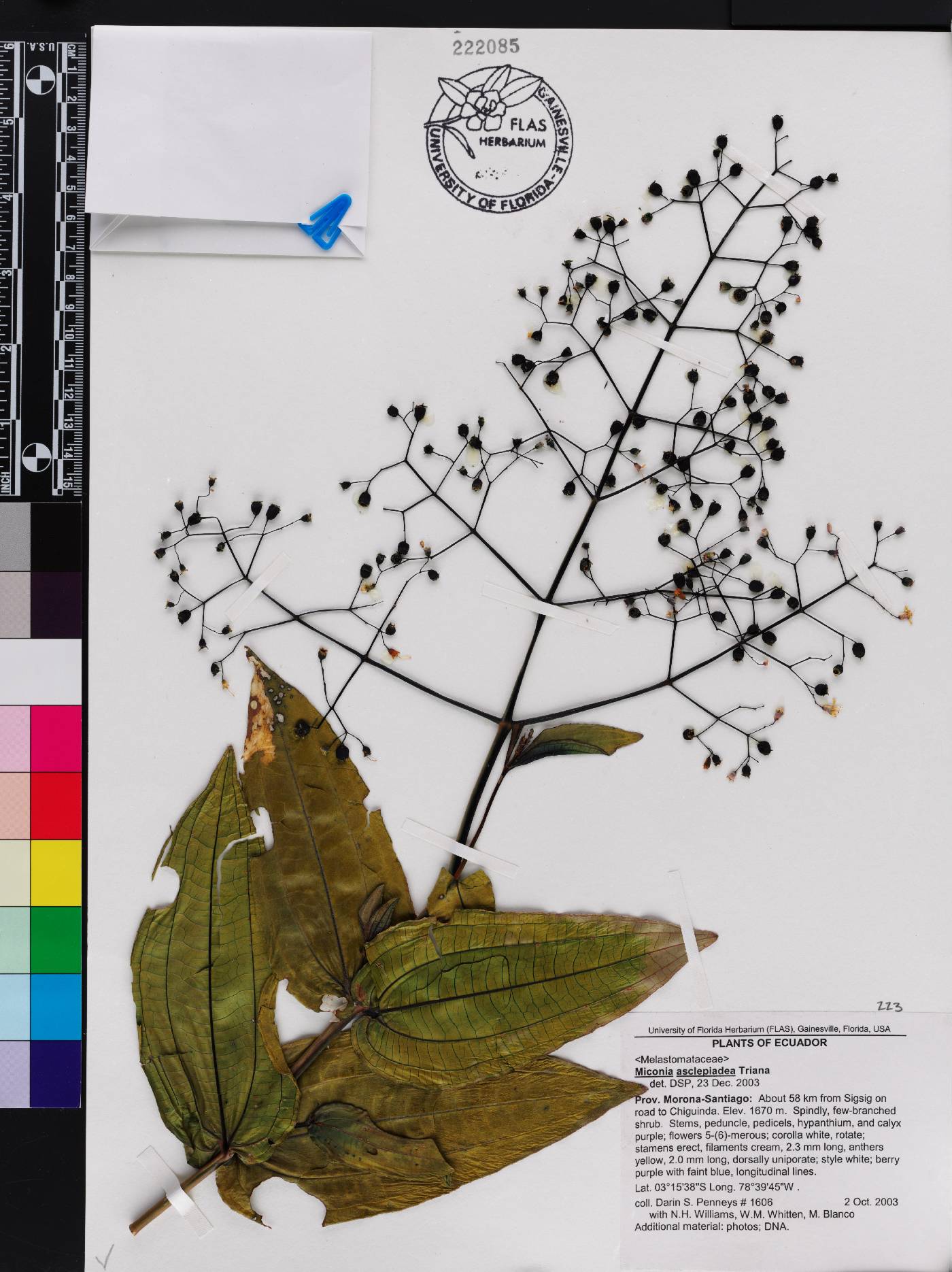 Miconia asclepiadea image