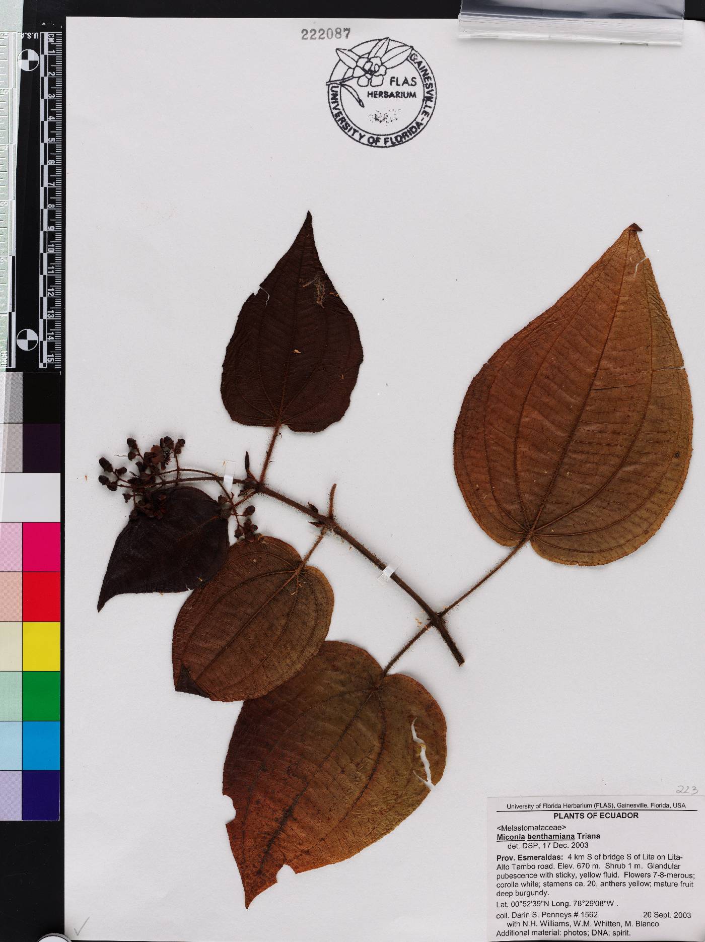 Miconia benthamiana image
