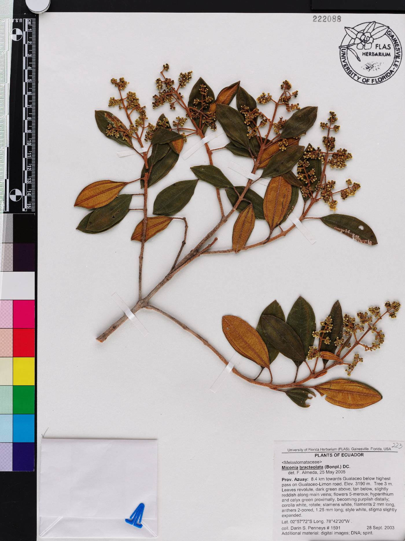 Miconia bracteolata image