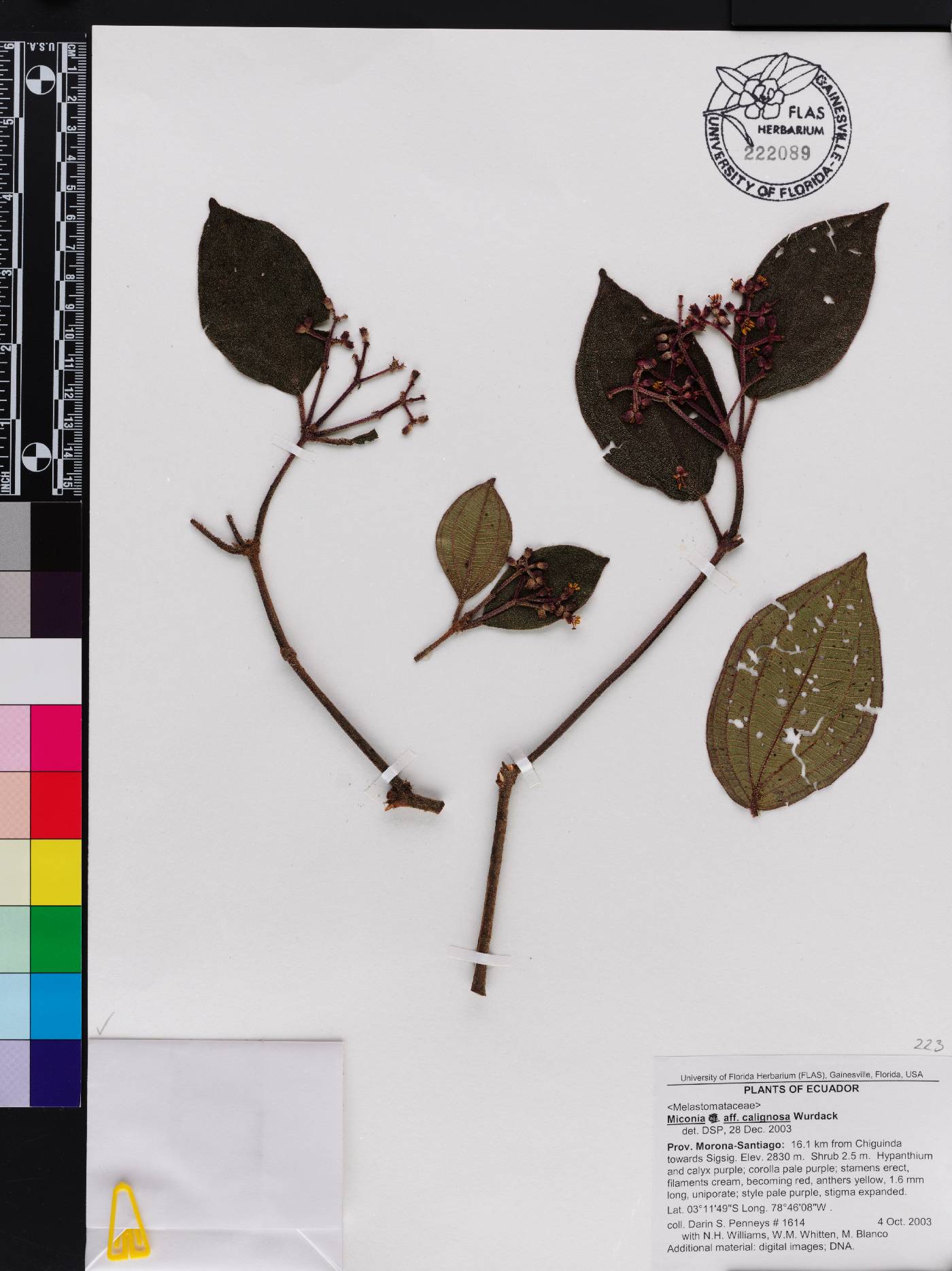 Miconia calignosa image