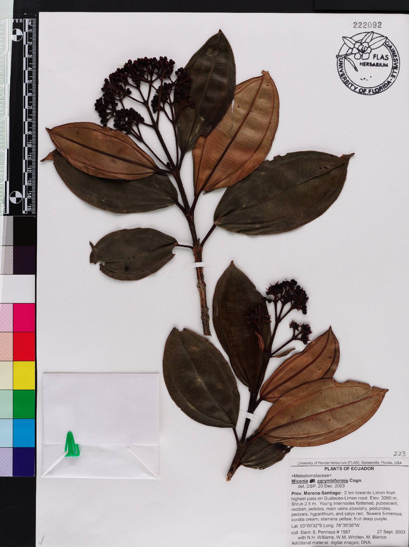 Miconia corymbiformis image