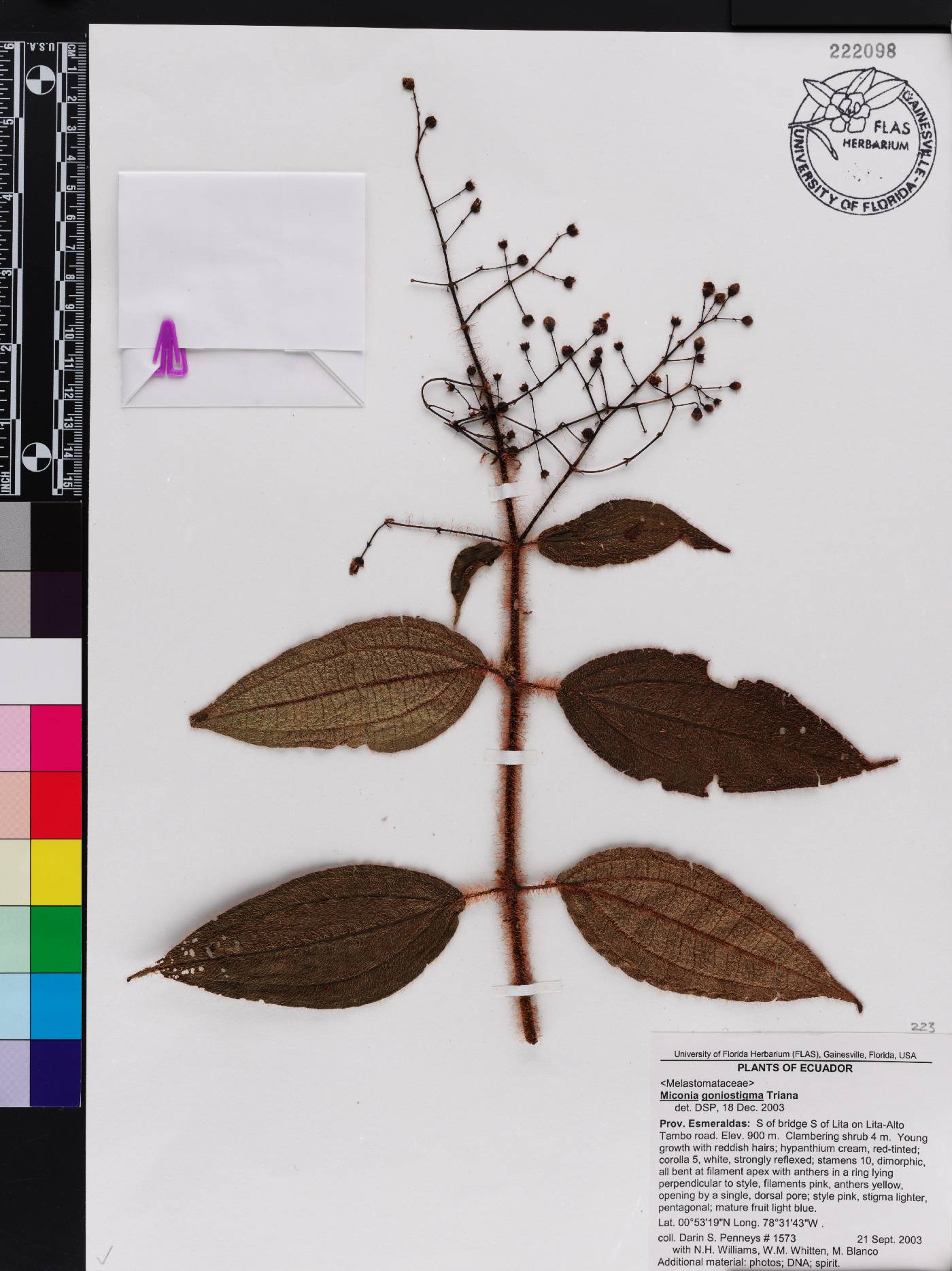 Miconia goniostigma image