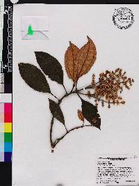 Miconia jahnii image