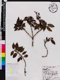 Miconia latifolia image
