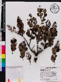 Miconia ligustrina image