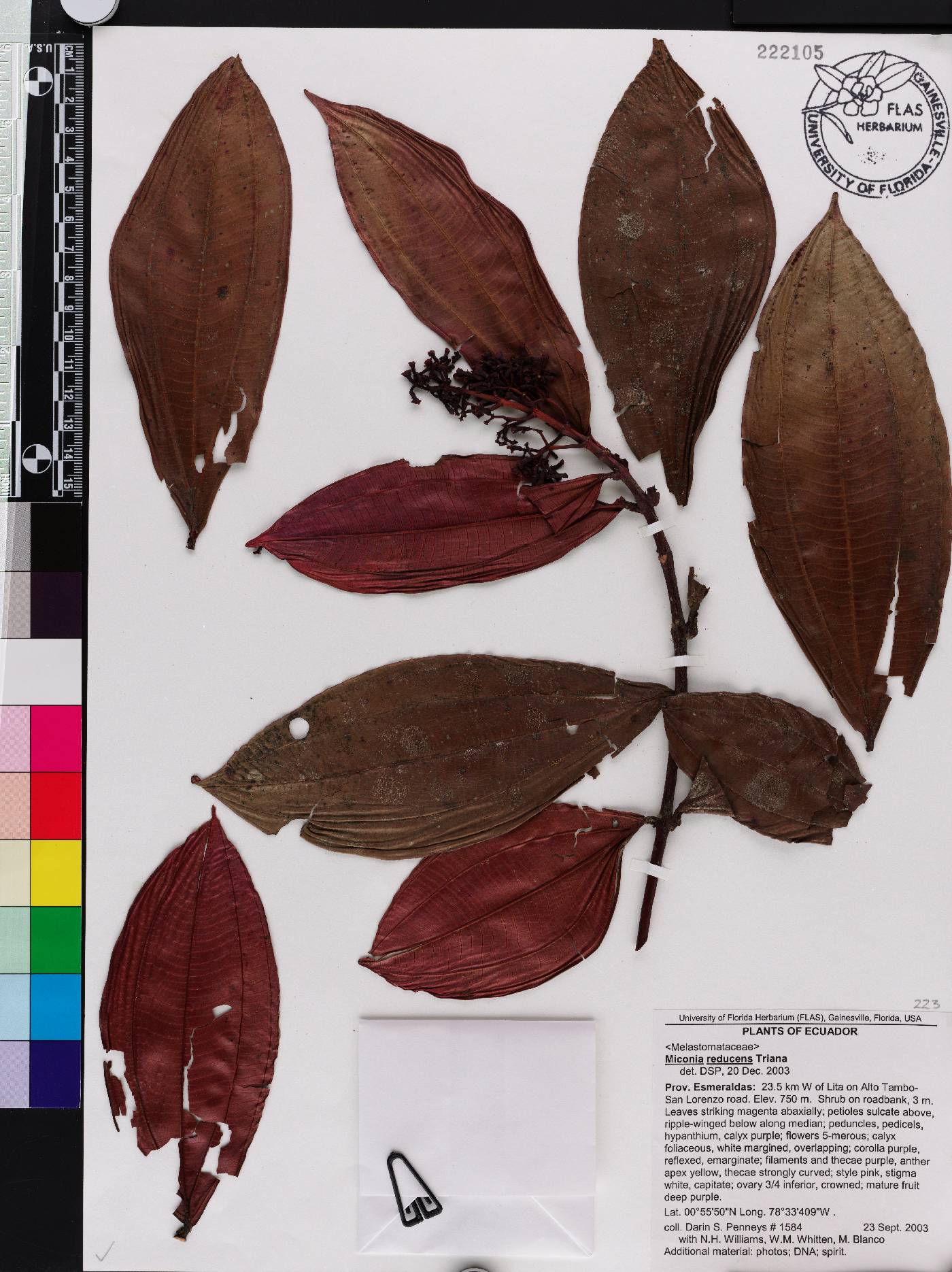 Miconia reducens image