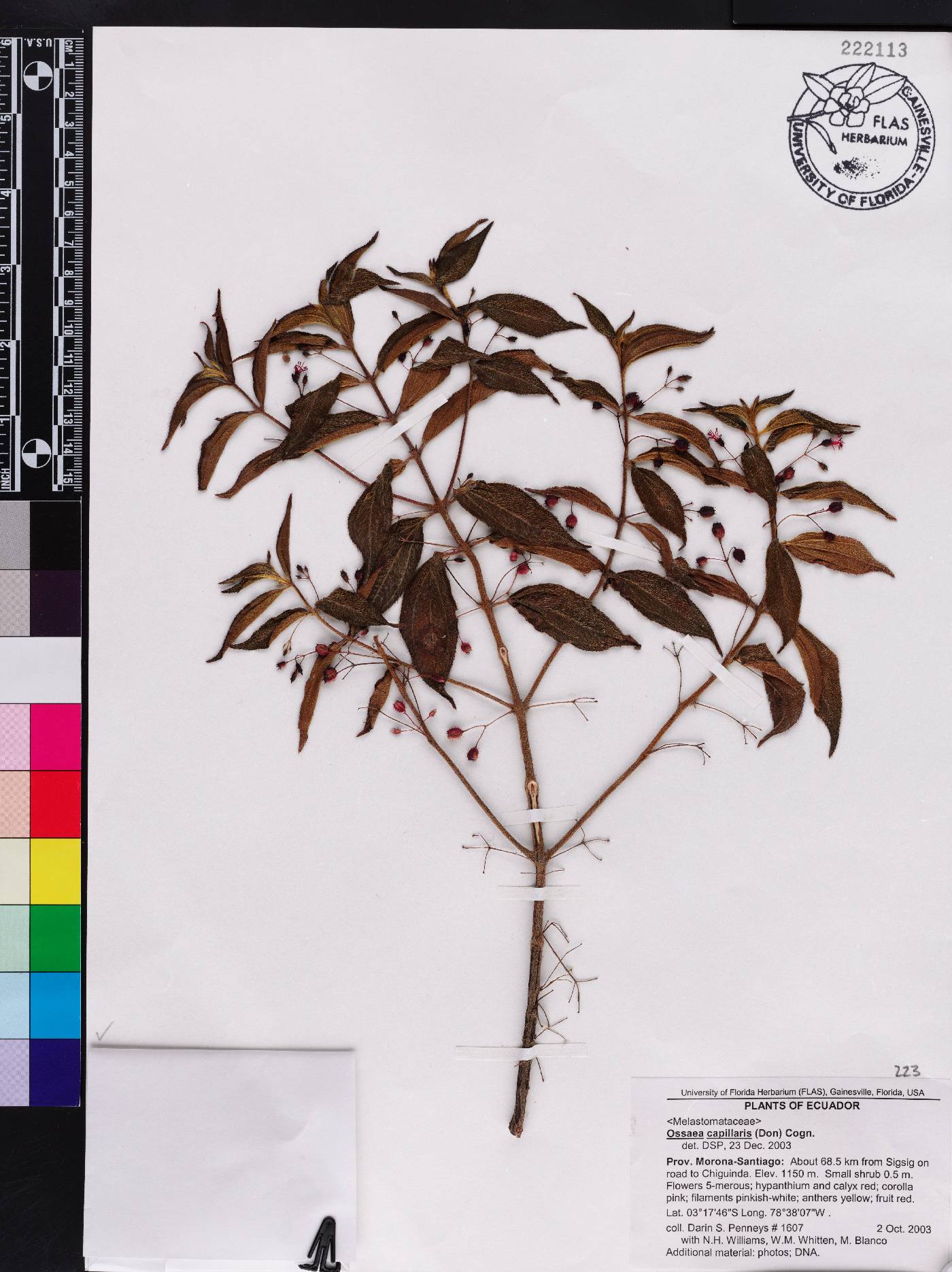 Miconia leptopus image