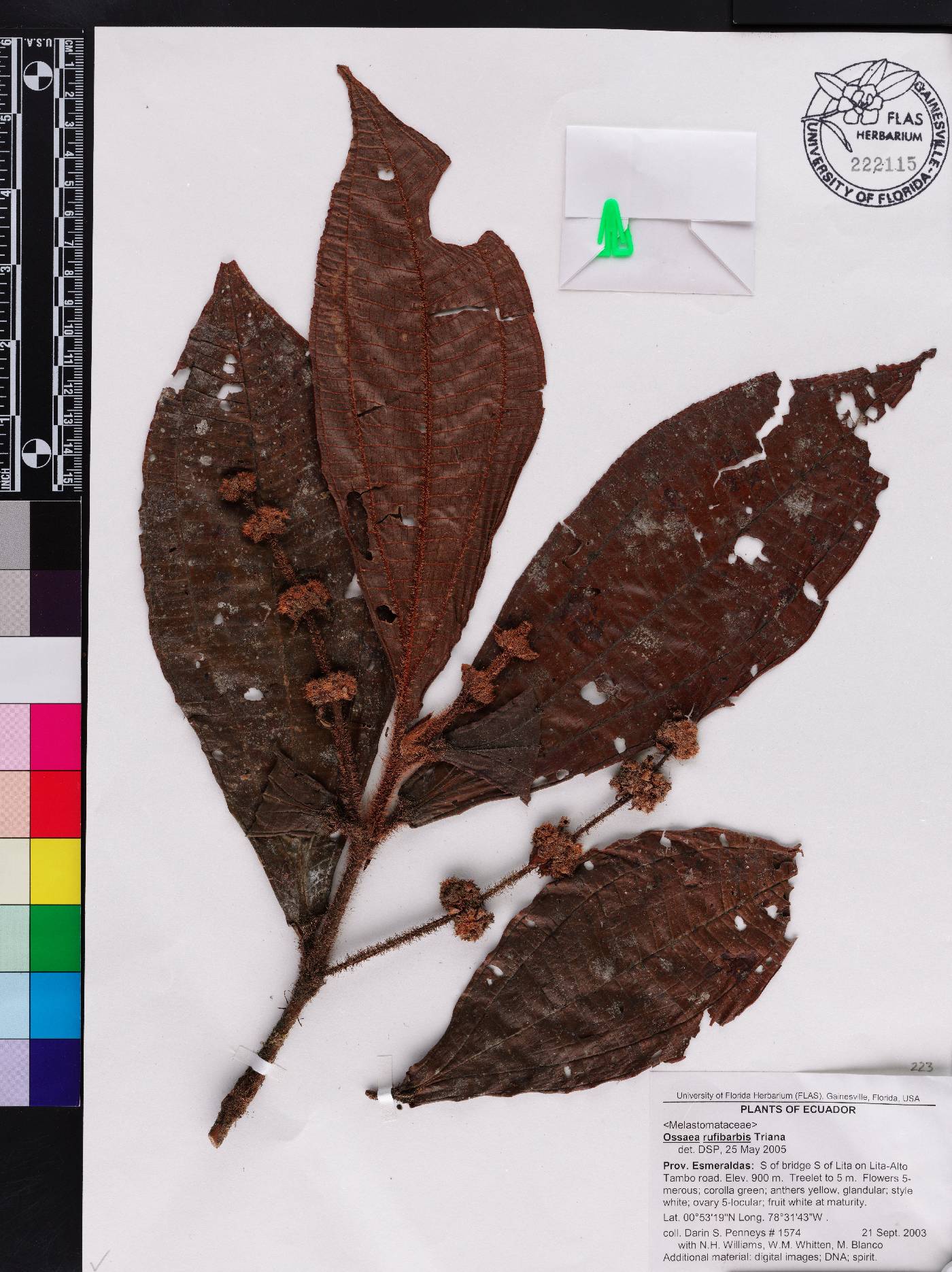 Miconia rufibarbis image