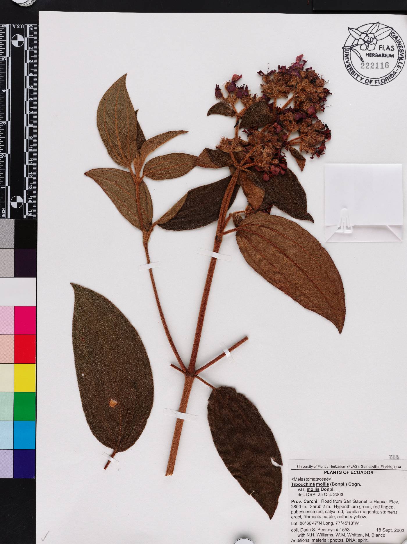 Chaetogastra mollis image