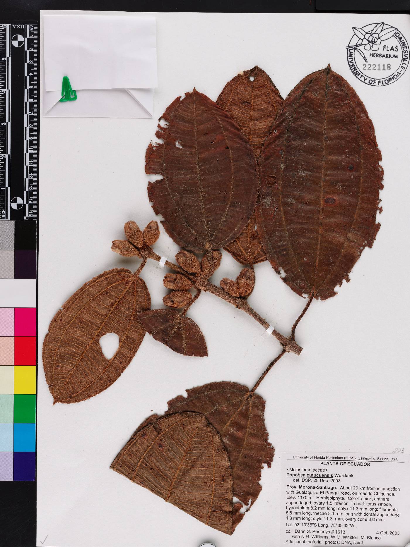 Blakea cutucuensis image