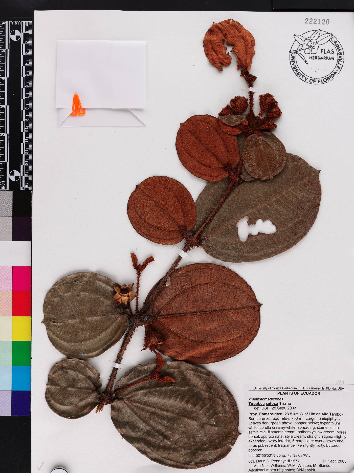 Blakea setosa image