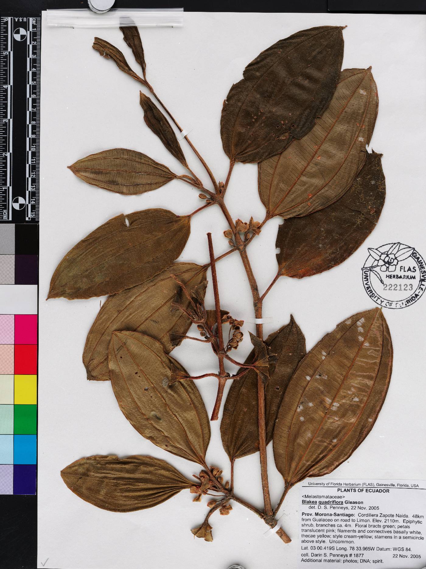 Blakea quadriflora image