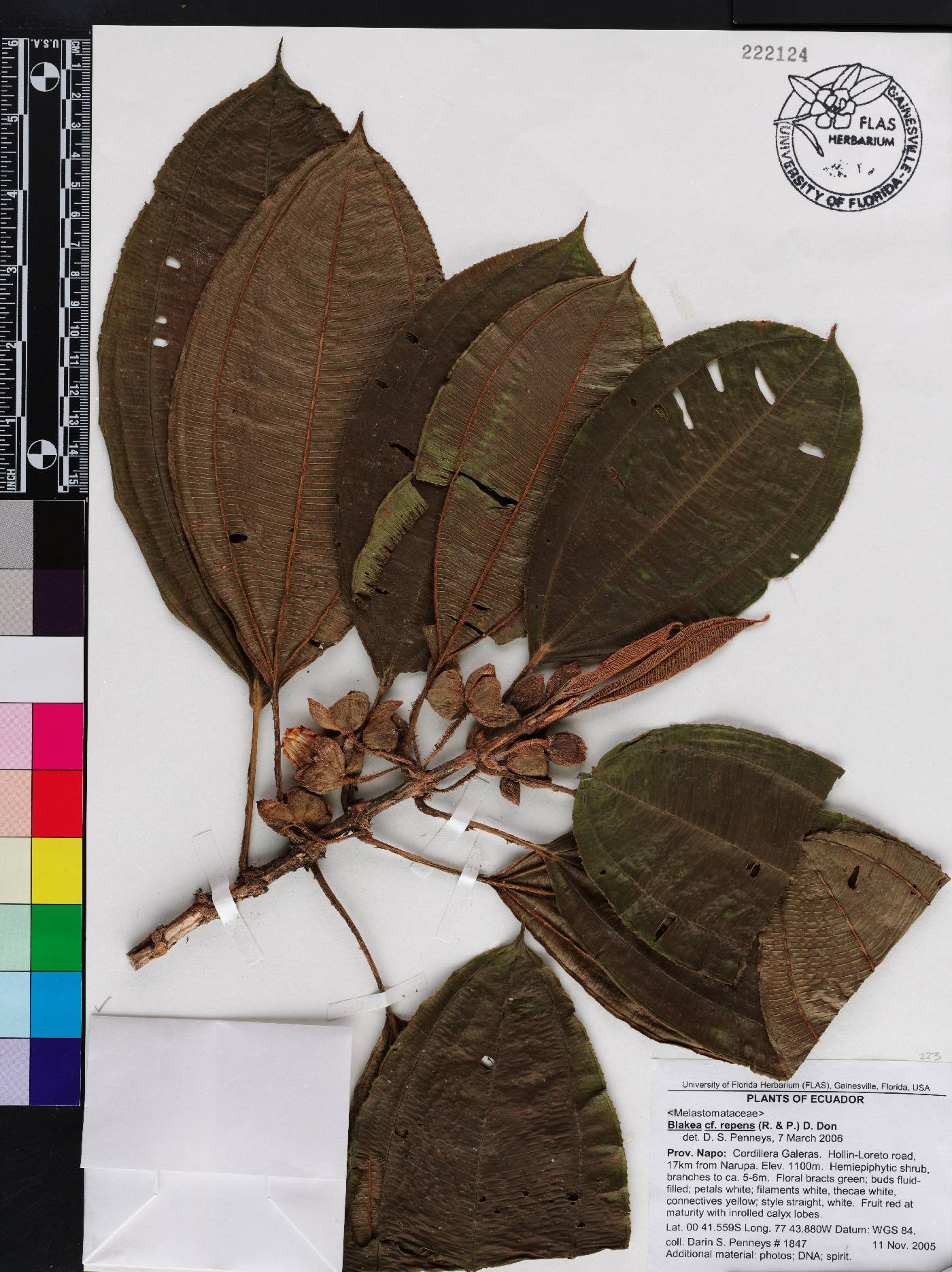 Blakea repens image