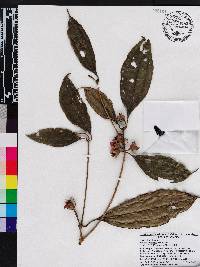 Blakea sawadae image