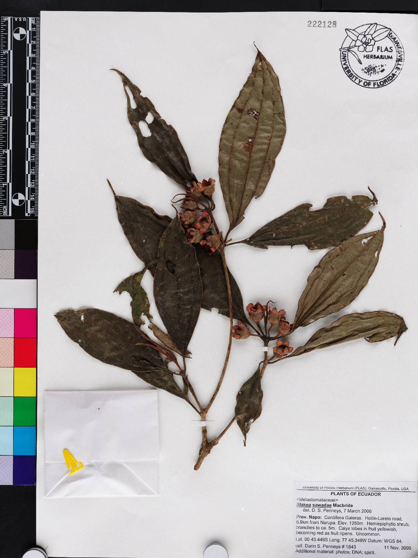 Blakea sawadae image