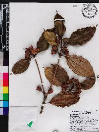Blakea sawadae image