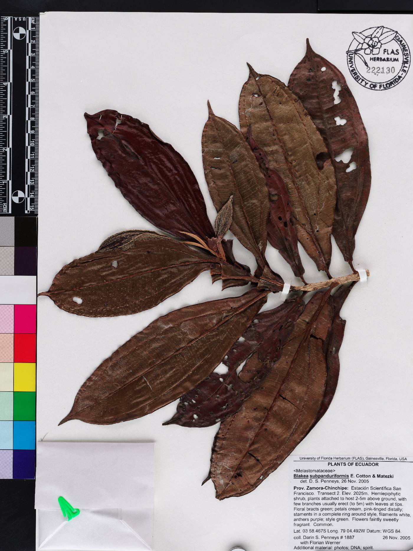 Blakea subpanduriformis image