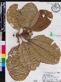 Blakea subvaginata image
