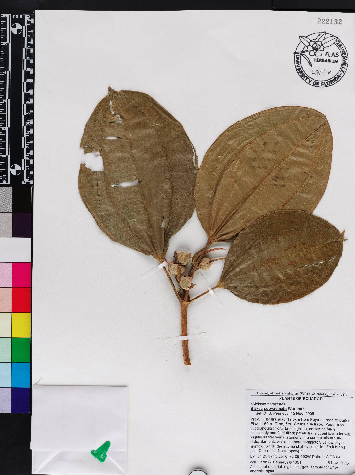 Blakea subvaginata image