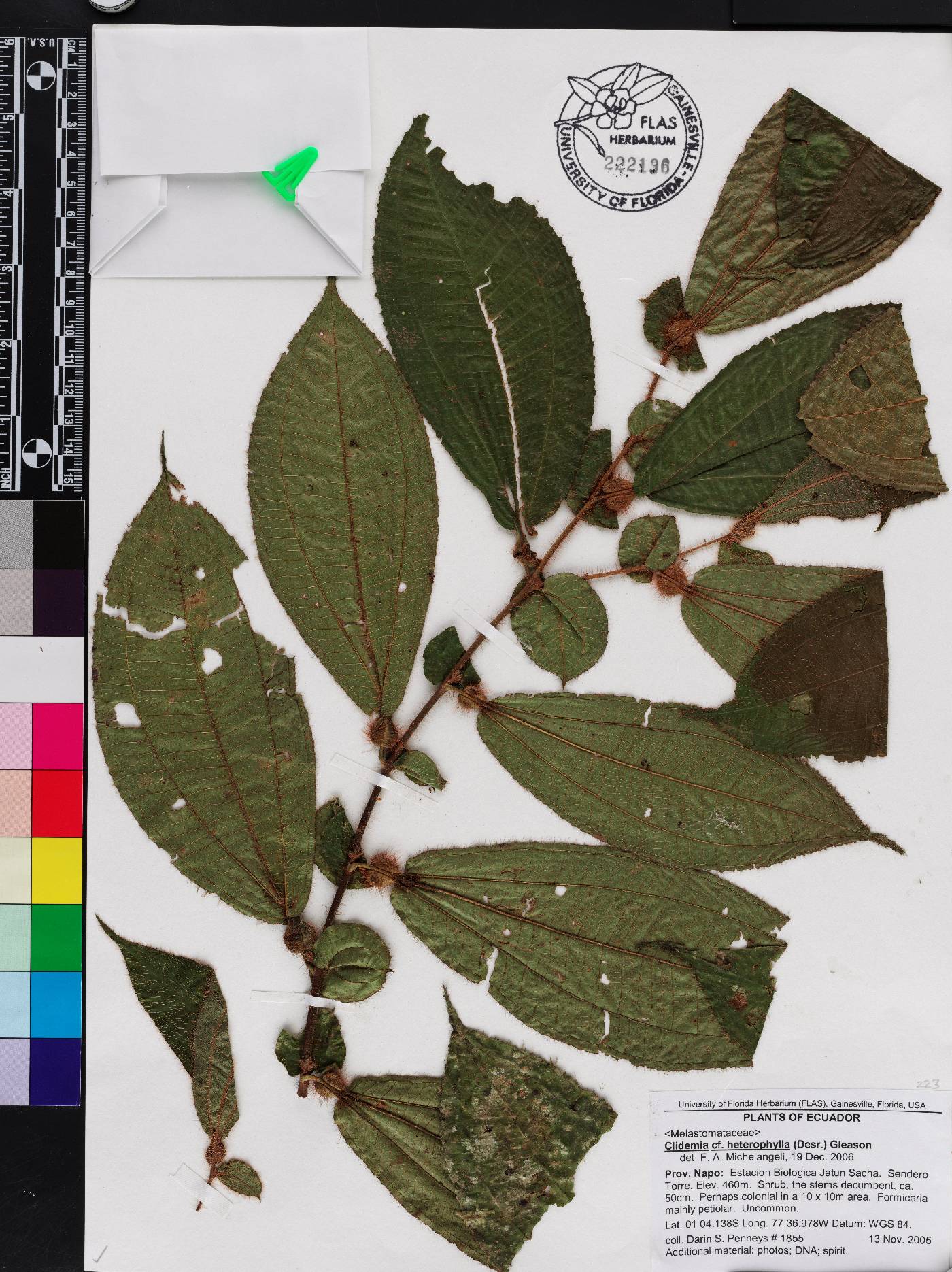 Miconia formicoheterophylla image