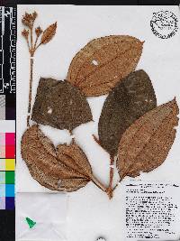 Chalybea calyptrata image